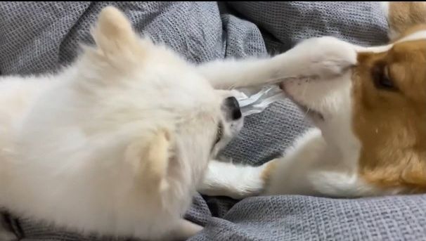 FB 柯基胖迪PangDi授權刊登