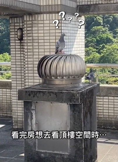網友看完影片笑說「鴿子懂玩」。