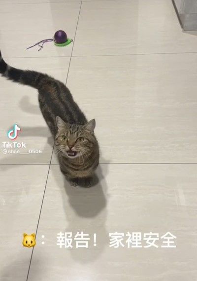 這隻喵星人每天大概報備100次家裡安全。