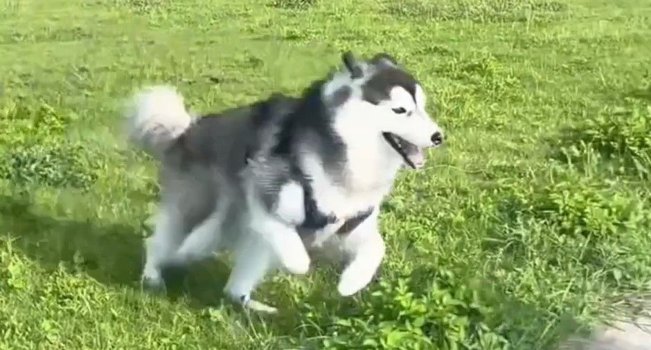 男子前一秒還在炫耀狗狗朝人奔來的喜悅。