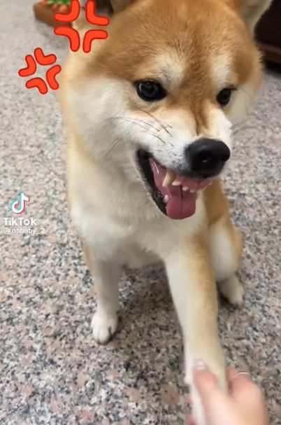 手稍微被舉起來晃一下，這隻柴犬就氣成這樣。