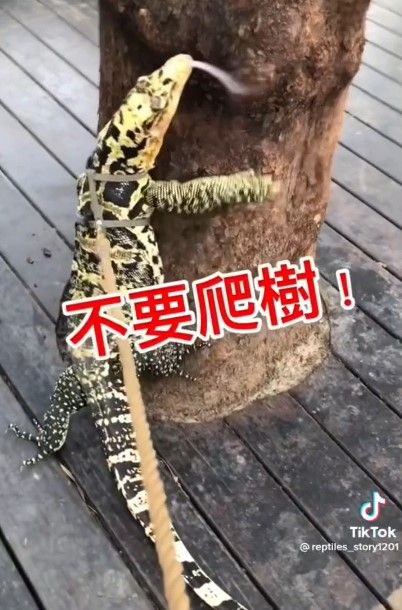 飼主擔心樹皮被剝掉，立刻制止金頭澤巨蜥爬樹。
