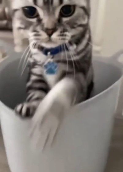 貓咪被主人發現,往外一撲超萌的。