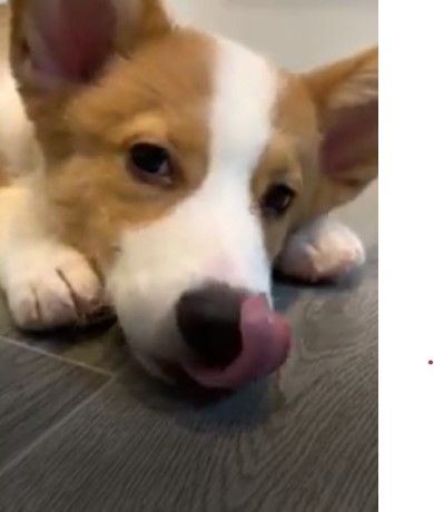 吐舌头好可爱。