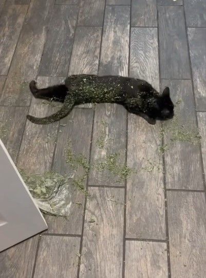 在貓草中打滾，貓生已滿足。