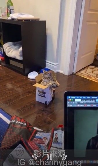 貓咪躲在紙箱內，似乎在探索。