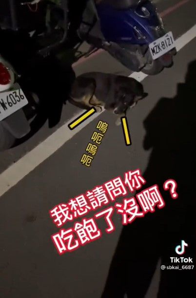 男子問路邊狗狗吃飽沒。