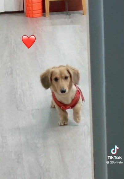 腊肠犬举起单脚定格好几秒，模样超可爱。