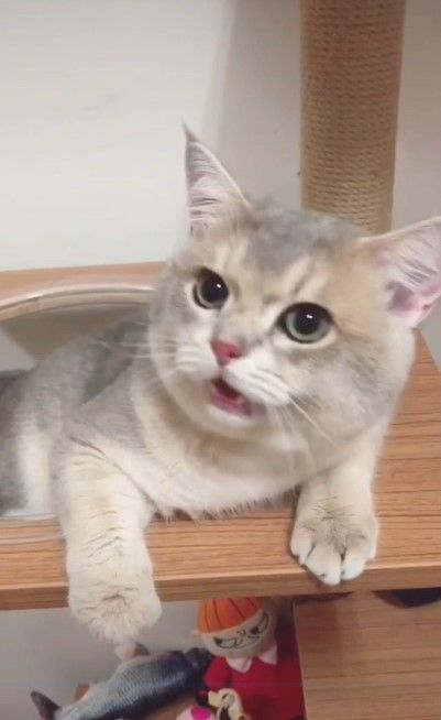 貓咪滿臉疑惑地看著主人喵喵叫。