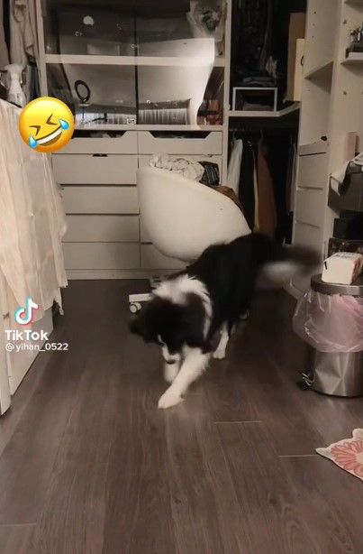 邊境牧羊犬被雷射筆逗得像跳踢踏舞。