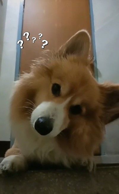 柯基聽了聲音搖頭晃腦反應超萌。