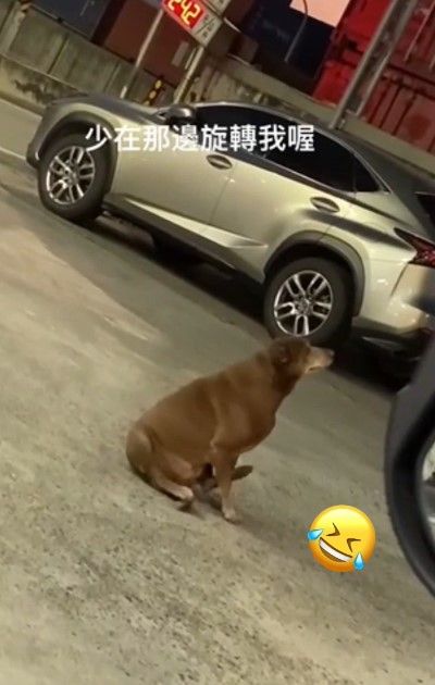 狗狗坐著一直旋轉。