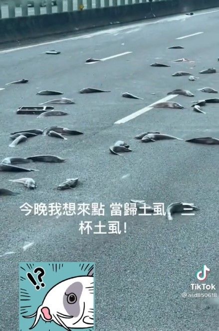 土虱散落國道成了「在地美食」。