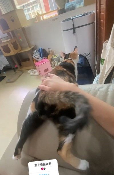 貓咪尾巴搖得開心,看來是很滿意鏟屎官的伺候。