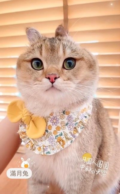 喵星人變身滿月兔模樣超萌。
