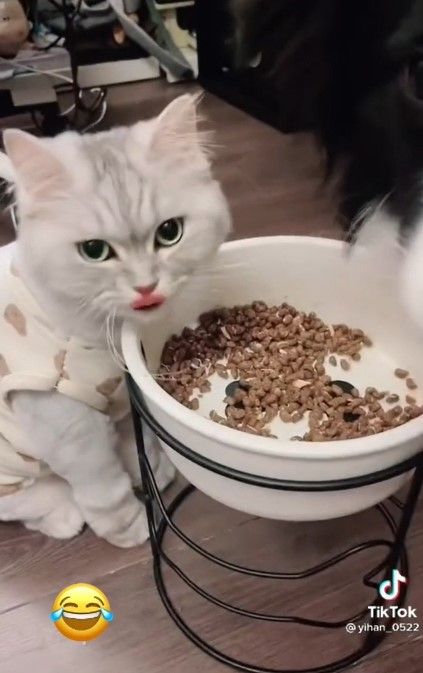 猫咪品尝狗饲料被主人制止。