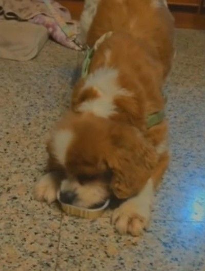 查理士小獵犬不斷舔著空空的餐盒，模樣超萌。