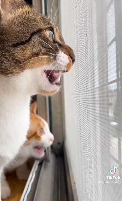 兩隻貓咪像是在打電報、說密語,討論如何捕鳥一樣。