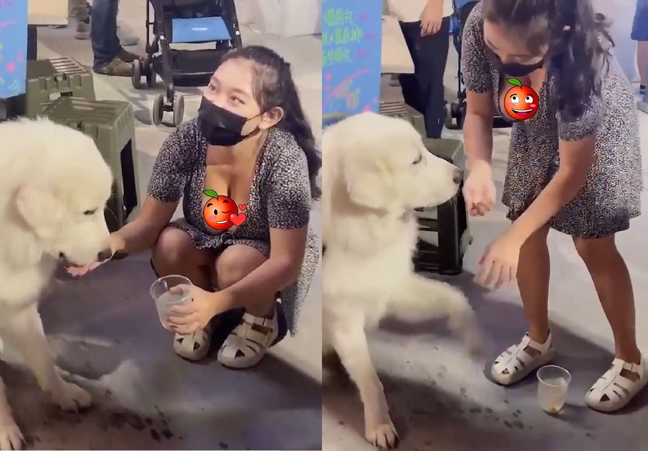 胸狠正妹餵食 大白熊 狗狗乖巧握手還含住網驚 真的大又白 壹蘋新聞網