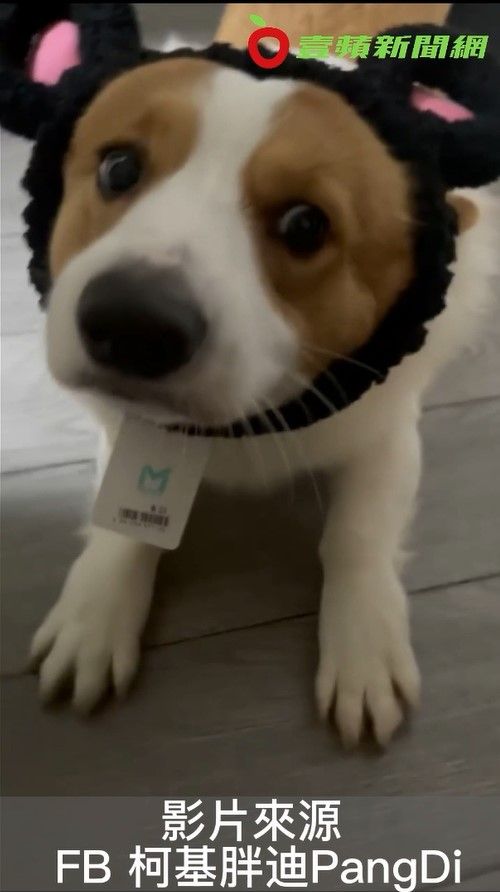 柯基像是在跟主人炫耀牠的发箍。