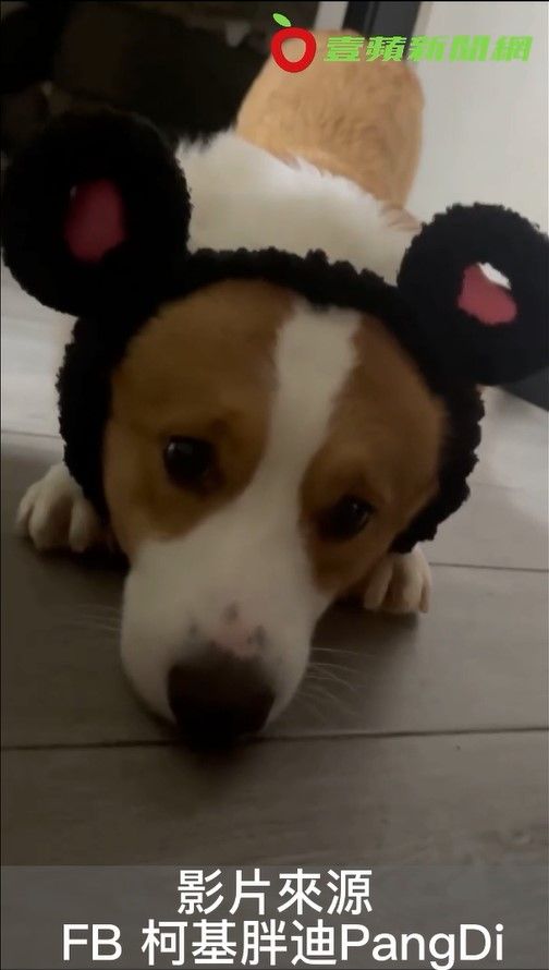 主人都被萌翻了。