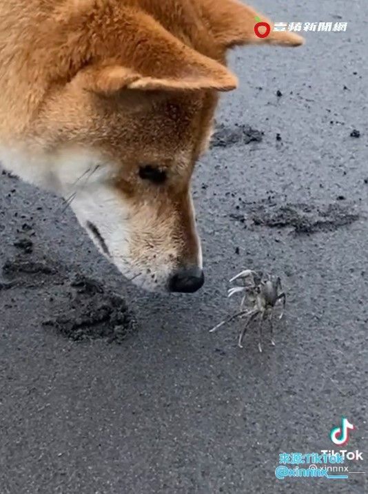 柴柴一開始用鼻子聞聞螃蟹，試探一下。