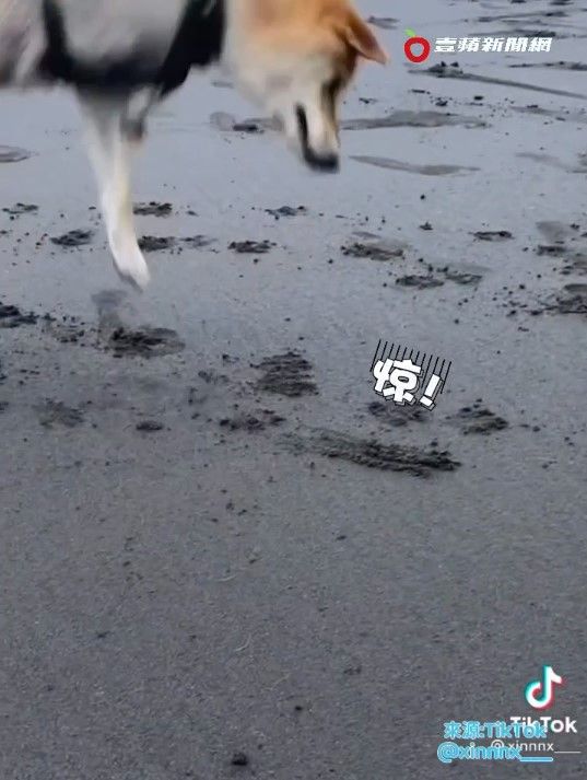 想用手碰碰螃蟹，卻反被螃蟹夾了一下，嚇到跳起來。