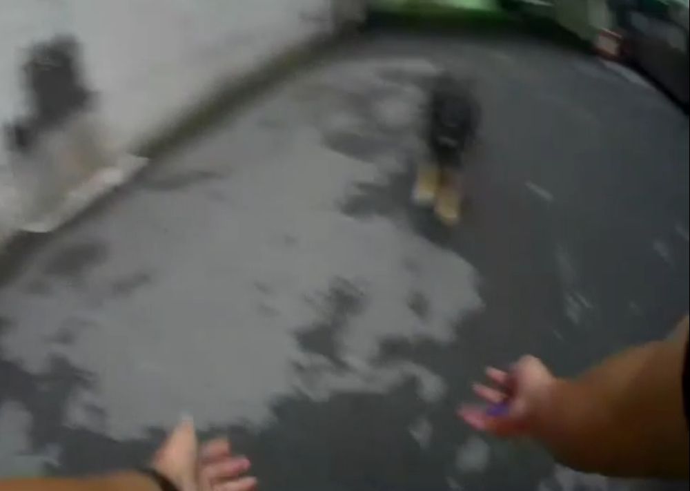 警伸出雙手欲靠近狼犬,但它隨即掉頭逃走。讀者提供