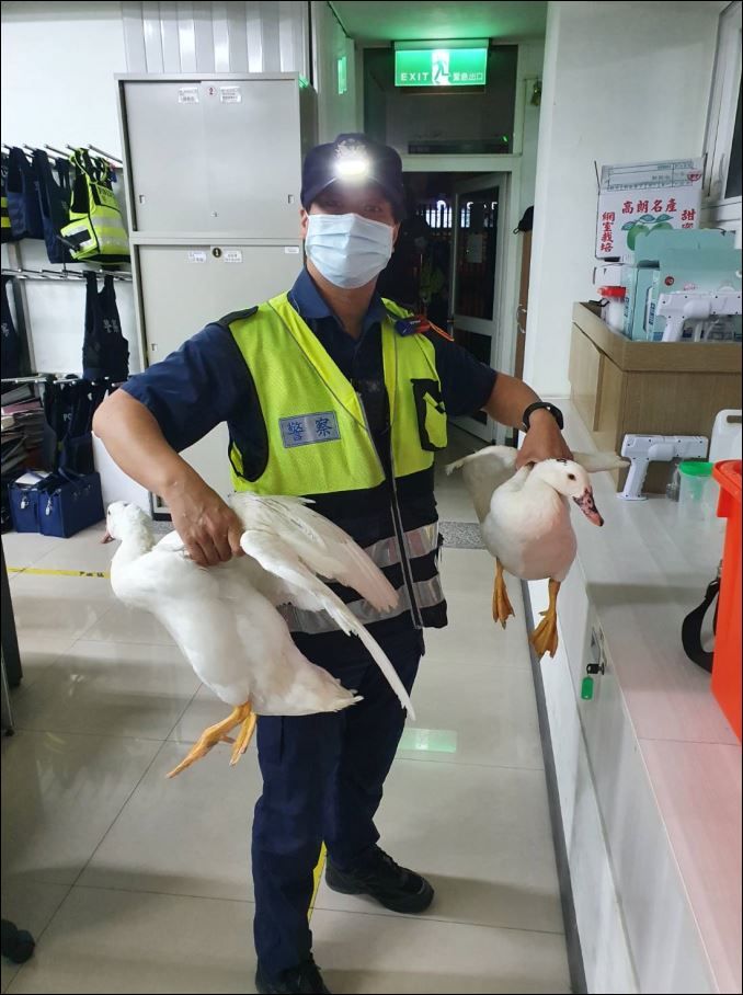 警方费尽心力,终于抓到二只流落街头的白鸭。警方提供