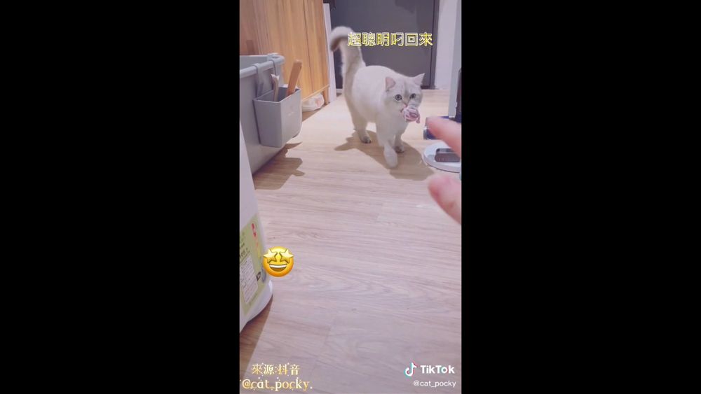 媽媽把球扔出去萌喵馬上撿回來 你丟我撿真的好可愛 ｜壹蘋新聞網
