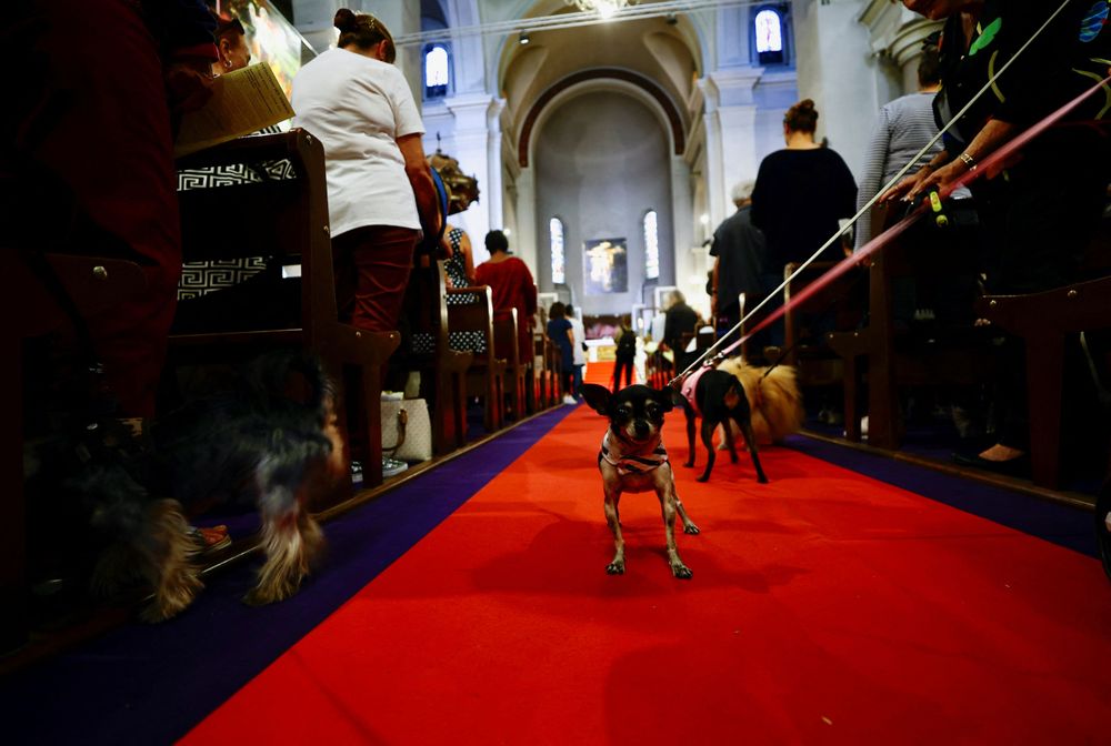 神父講道時，小狗在走道上等候。路透社