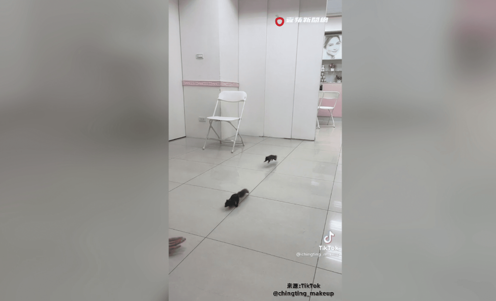 松鼠還會自動飛奔回來。