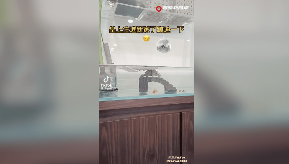 入住新水族箱。