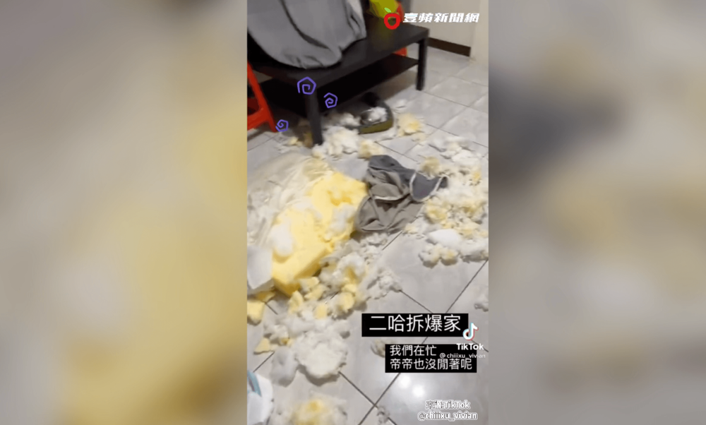 家具被咬爛主人崩潰。