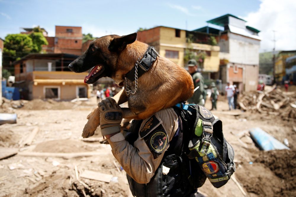搜救犬身負重任，揹在身上可減少不必要的受傷。路透社