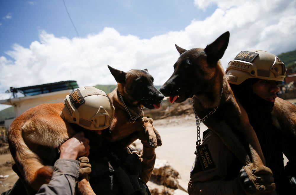 比利時牧羊犬體重約在25至30公斤之間，搜救人員扛在間上面不改色。路透社