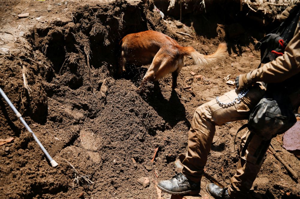 搜救犬在土石堆中嗅聞。路透社