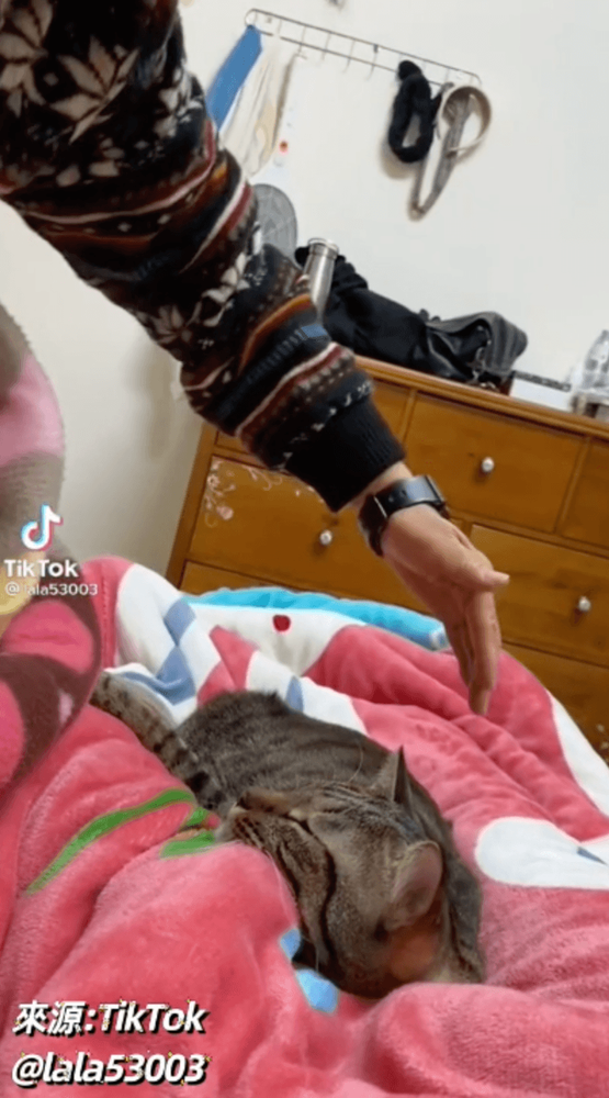 喵皇被強迫換位置很不高興。