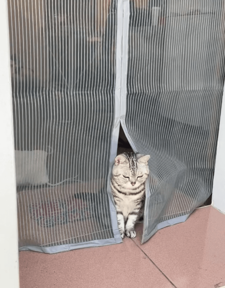 網友心疼想給牠秀秀。