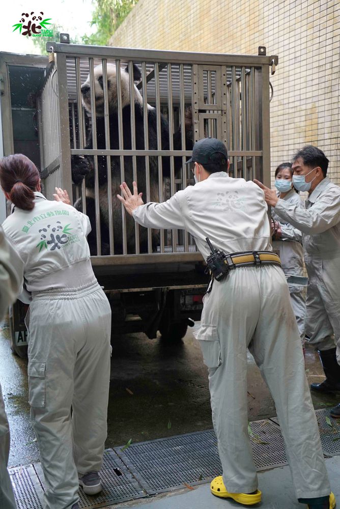 大猫熊团团准备送医。翻摄自动物园官网