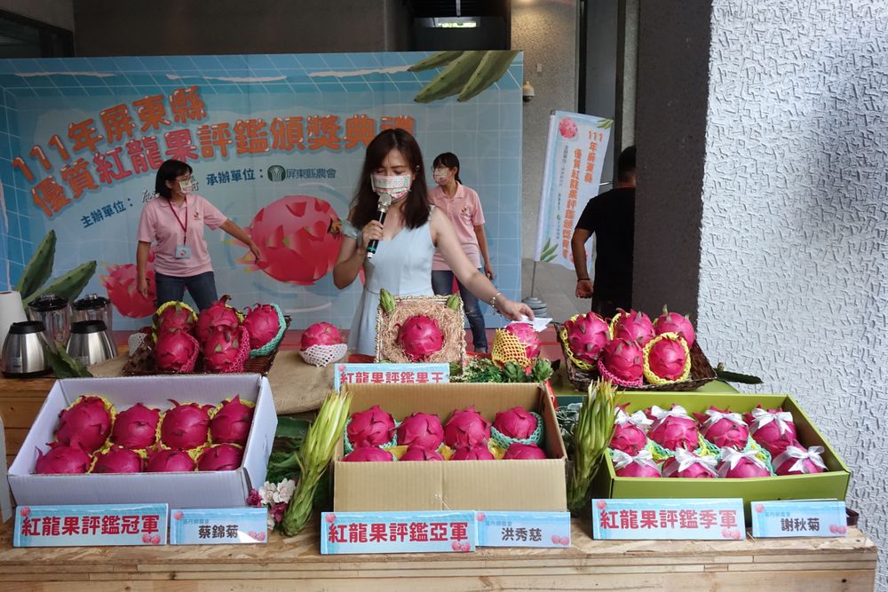 屏東縣優質紅龍果評鑑名單出爐。羅琦文攝