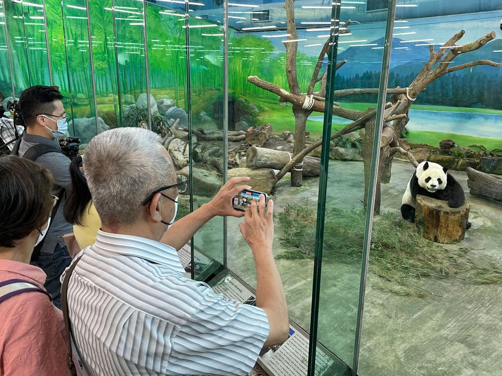 下周二起又可在室內A展場看見貓徐爸爸團團。彭欣偉攝