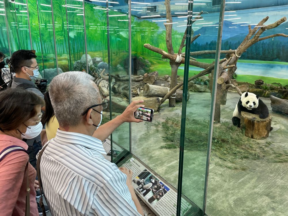 大猫熊家族是明星动物。彭欣伟摄