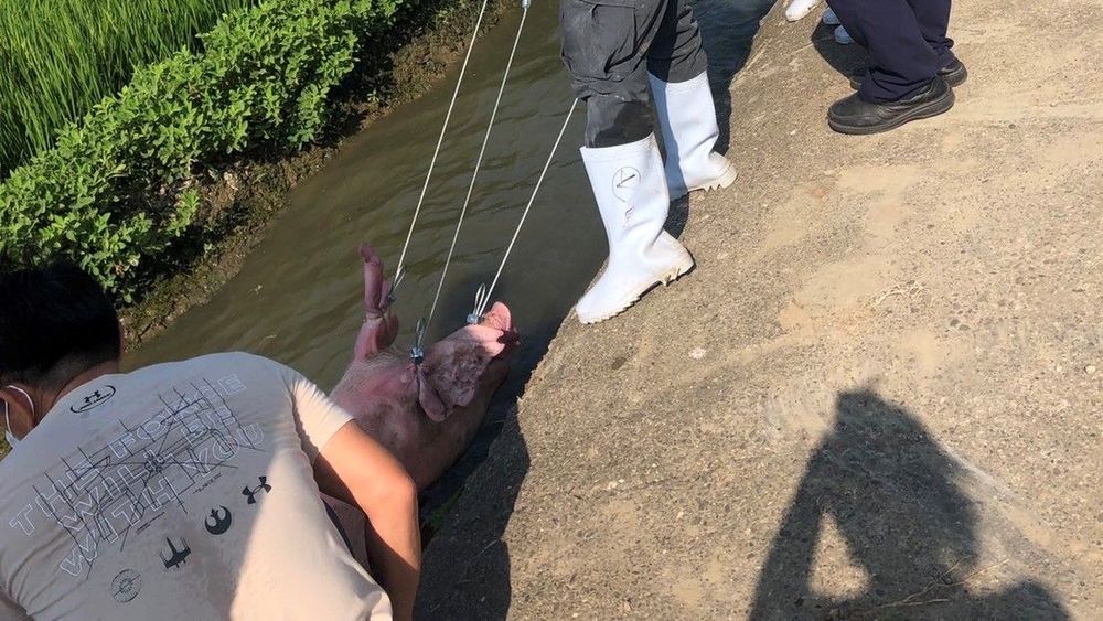 五爪大母豬疑因忌諱而遭棄養。民眾提供
