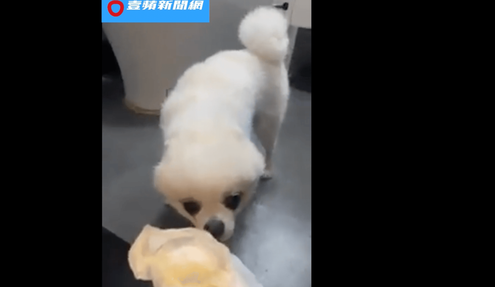 被出卖的苦主。FB 柯基胖迪PangDi授权刊登