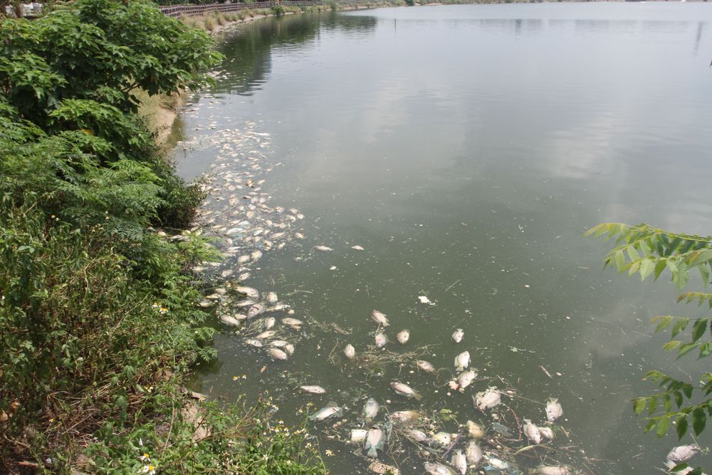 新竹縣湖口鄉一處人工湖自夏天以來因連日高溫造成魚群暴斃，惡臭也讓附近社區民眾直呼「受不了」。黃羿馨攝