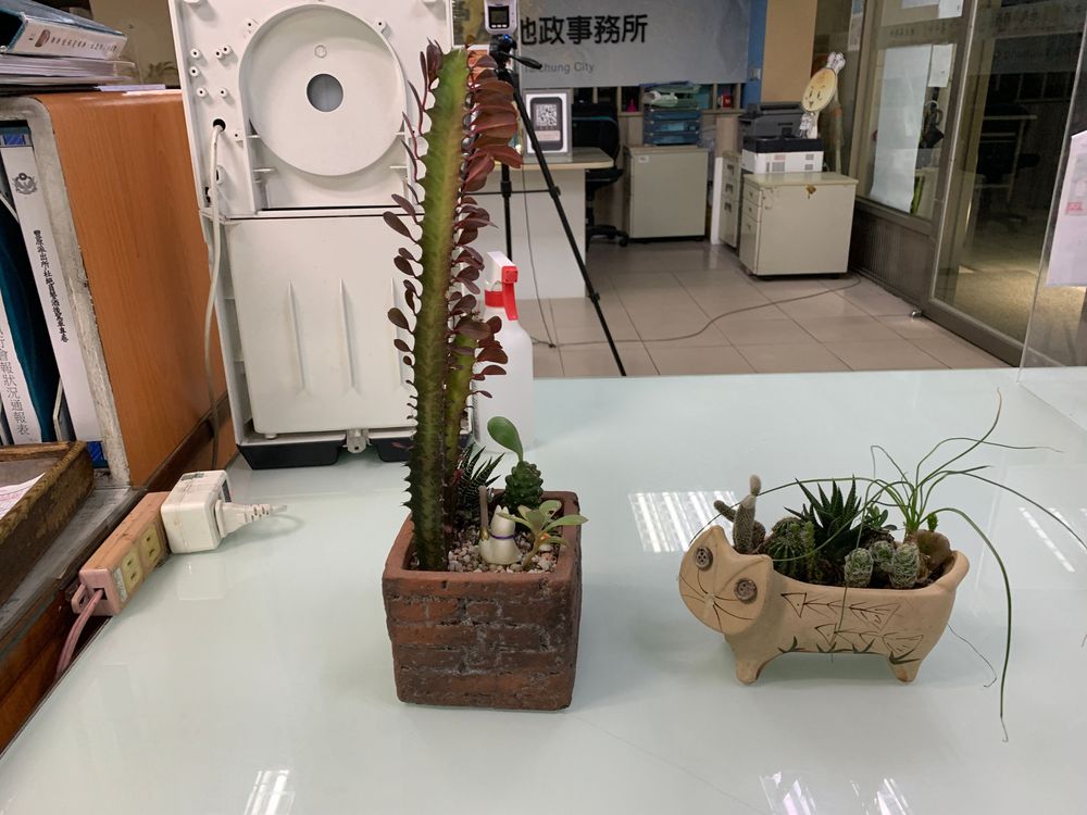 朱姓婦人不告而取,偷走工作室門前放置的二盆仙人掌。警方提供