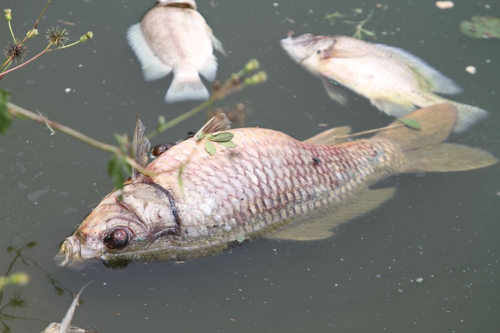 死魚身上還有蒼蠅飛舞覓食。黃羿馨攝