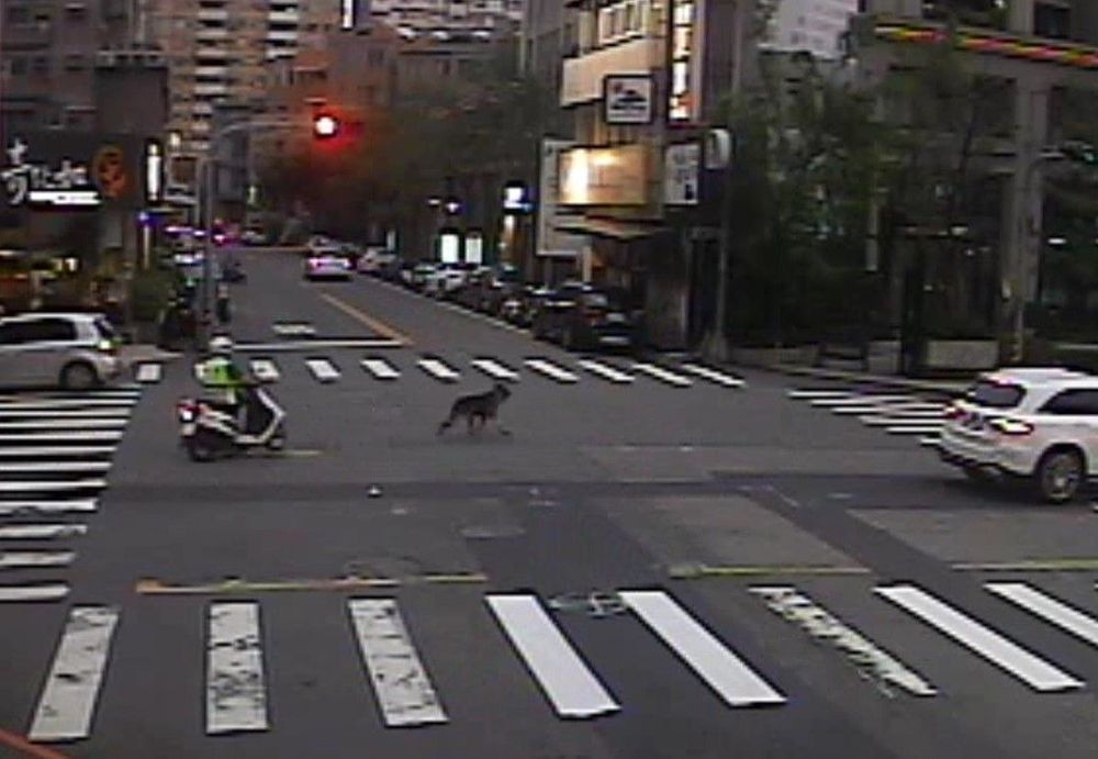 警員在南屯區黎明路上發現走失狼犬,騎警用機車緊追。讀者提供