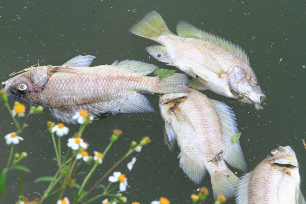 因天氣酷熱，人工湖飄著不少死魚。黃羿馨攝